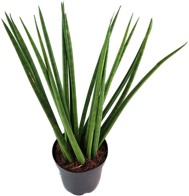 Sansevieria "Mikado" gedrehter Bogenhanf