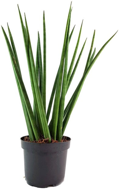 Sansevieria "Mikado" gedrehter Bogenhanf