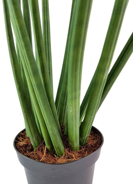 Sansevieria "Mikado" gedrehter Bogenhanf