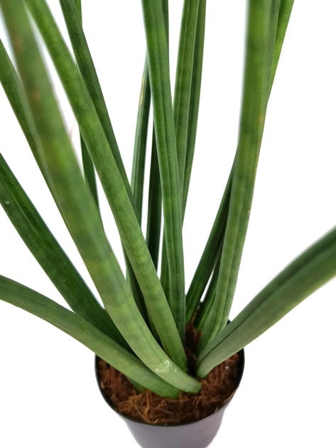 Sansevieria "Mikado" gedrehter Bogenhanf