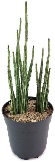 Kleinia (Senecio) stapeliiformis - Zuckerstangenpflanze