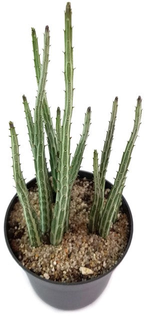 Kleinia (Senecio) stapeliiformis - Zuckerstangenpflanze