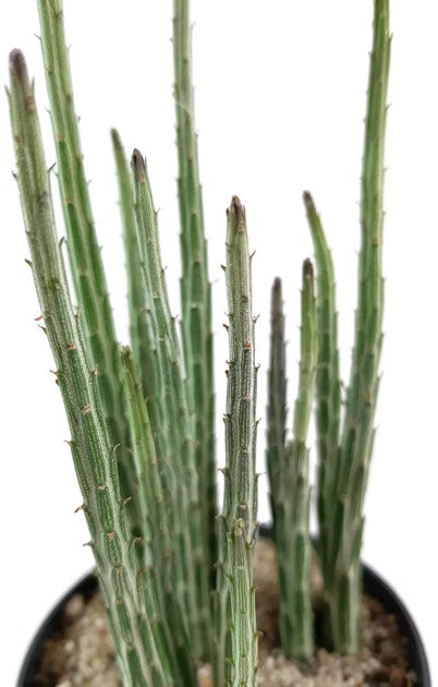Kleinia (Senecio) stapeliiformis - Zuckerstangenpflanze
