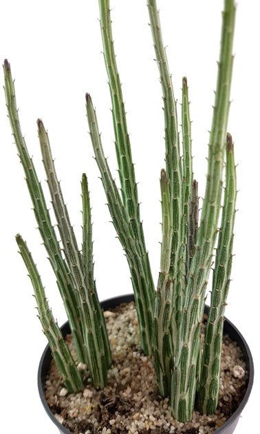 Kleinia (Senecio) stapeliiformis - Zuckerstangenpflanze