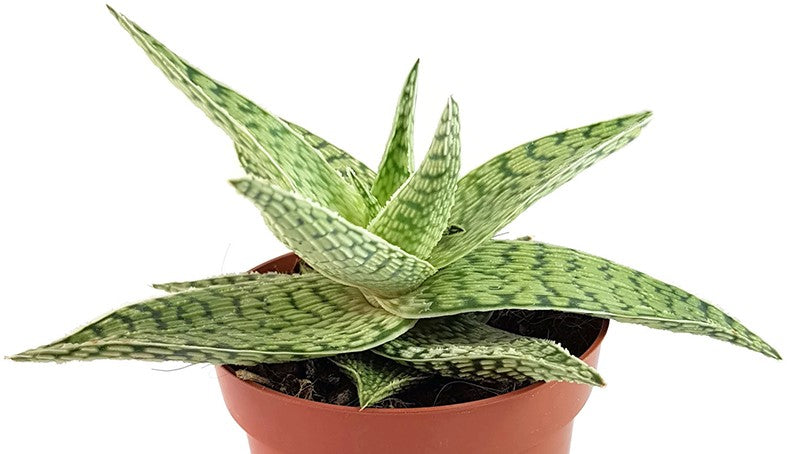 Aloe "Snow White" Hybride - Aloe