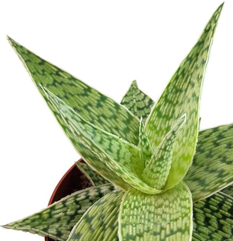 Aloe "Snow White" Hybride - Aloe