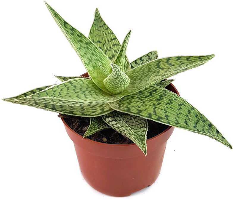 Aloe "Snow White" Hybride - Aloe
