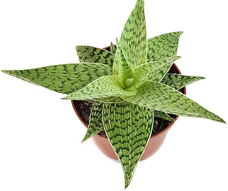 Aloe "Snow White" Hybride - Aloe