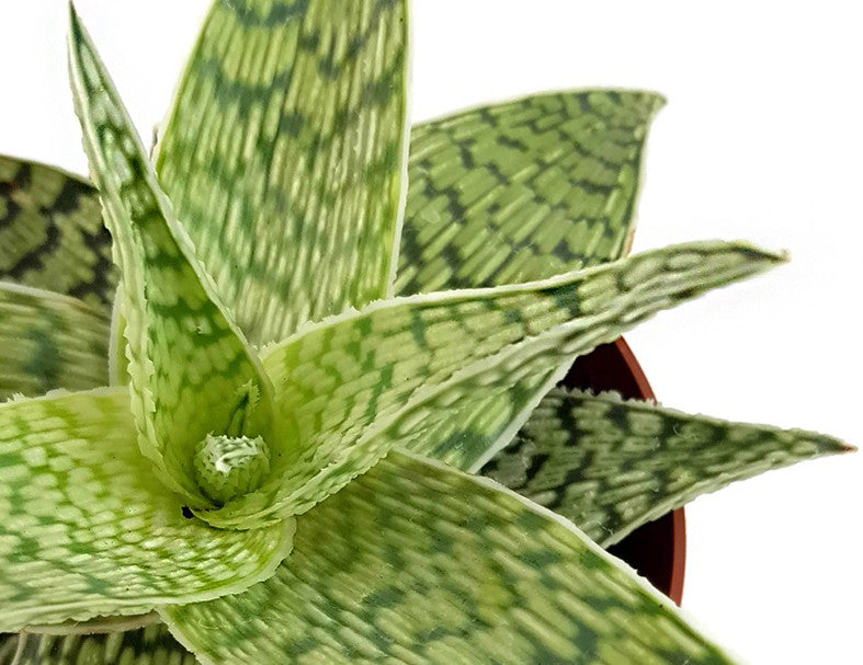 Aloe "Snow White" Hybride - Aloe