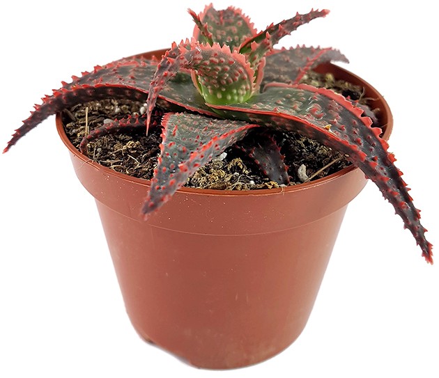 Aloe "Carola" - Miniaturaloe