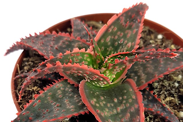 Aloe "Carola" - Miniaturaloe