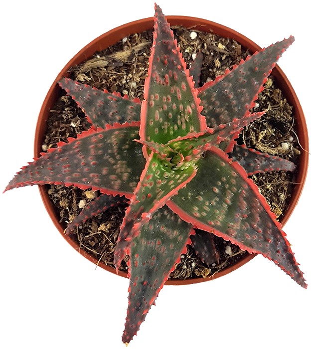 Aloe "Carola" - Miniaturaloe