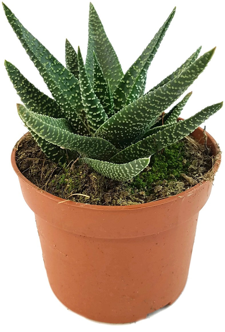 Gasteraloe "Royal Highness" - Sukkulente