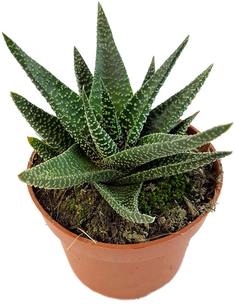 Gasteraloe "Royal Highness" - Sukkulente