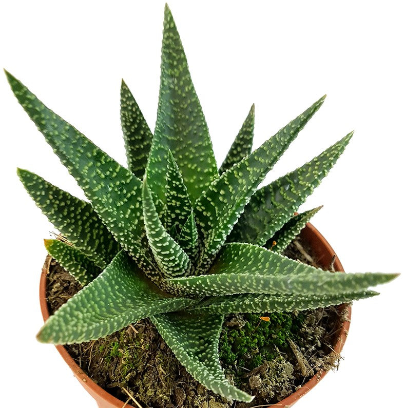 Gasteraloe "Royal Highness" - Sukkulente