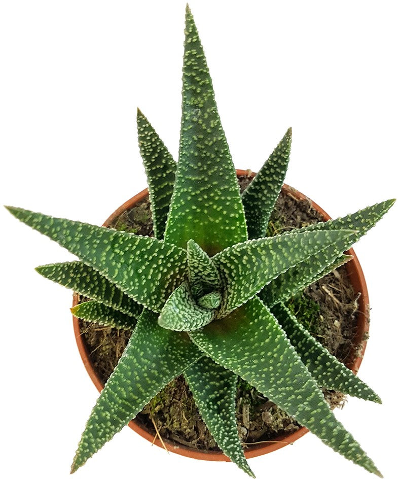 Gasteraloe "Royal Highness" - Sukkulente