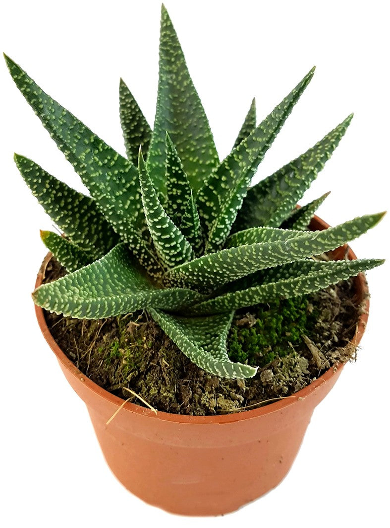 Gasteraloe "Royal Highness" - Sukkulente