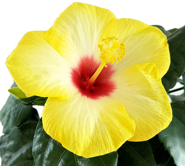 Hibiscus "Yellow Red Eye" - Hawaii Hibiskus