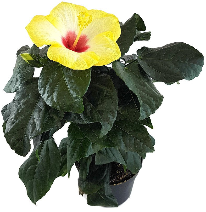 Hibiscus "Yellow Red Eye" - Hawaii Hibiskus