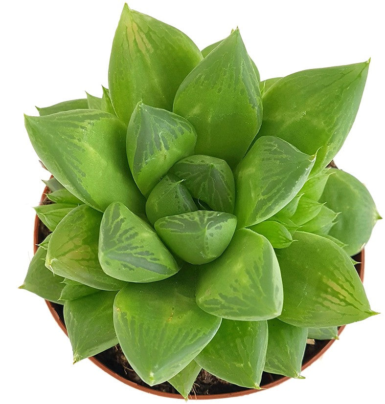 Haworthia cymbiformis - Sukkulente