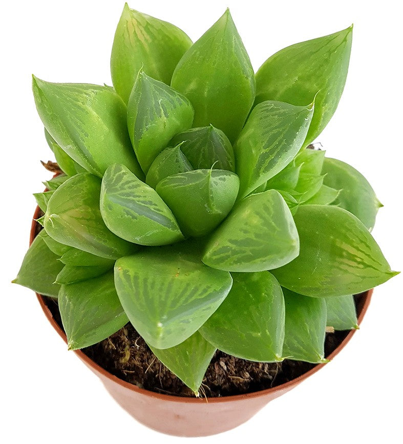 Haworthia cymbiformis - Sukkulente