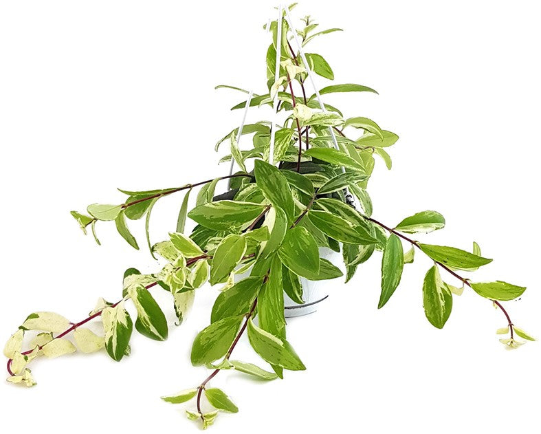 Aeschynanthus Lobbianus "Variegata" - Schamblume