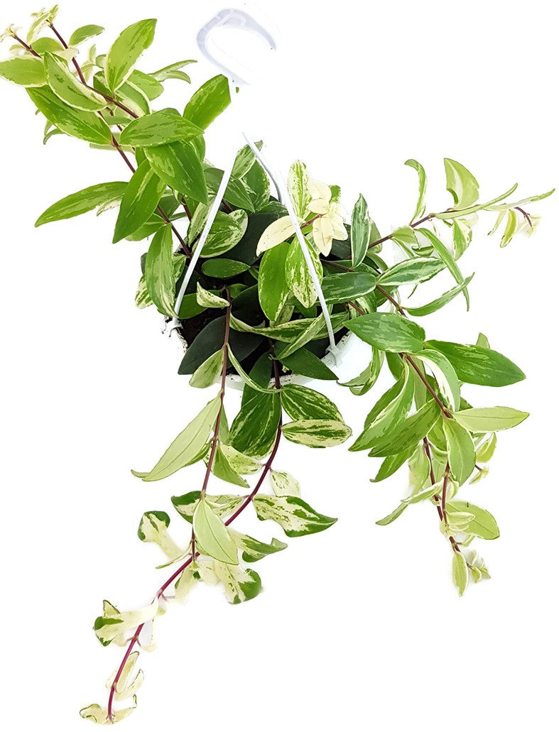 Aeschynanthus Lobbianus "Variegata" - Schamblume