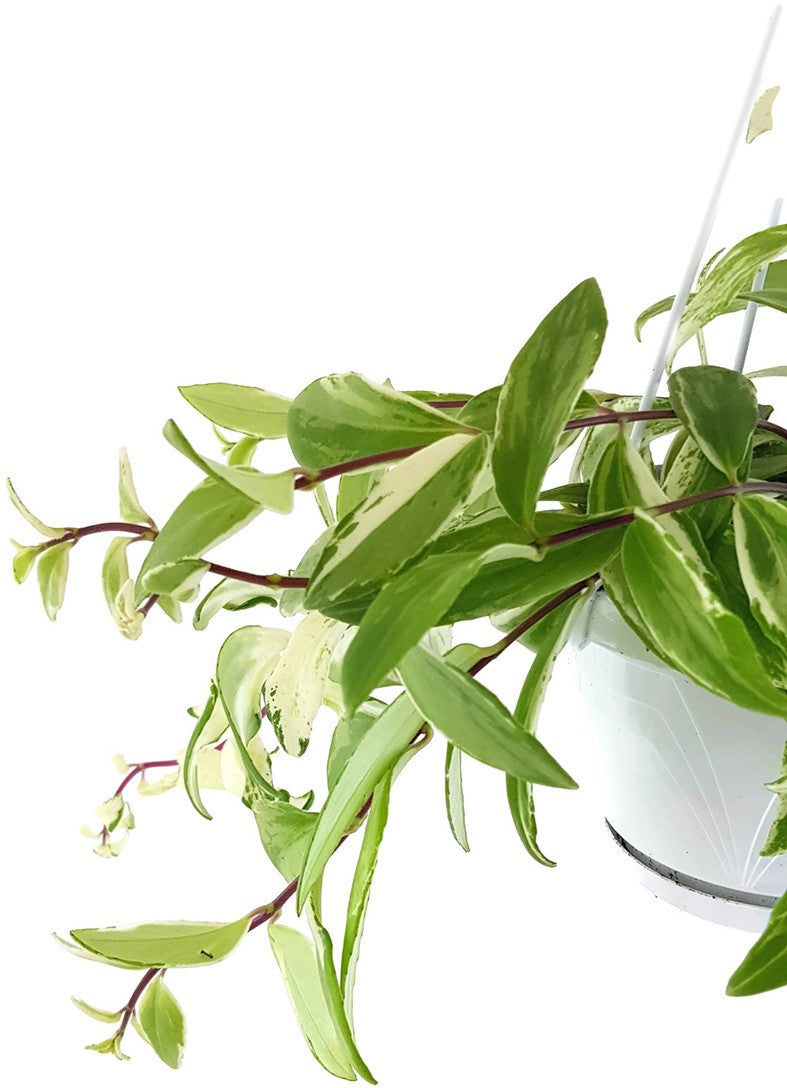 Aeschynanthus Lobbianus "Variegata" - Schamblume