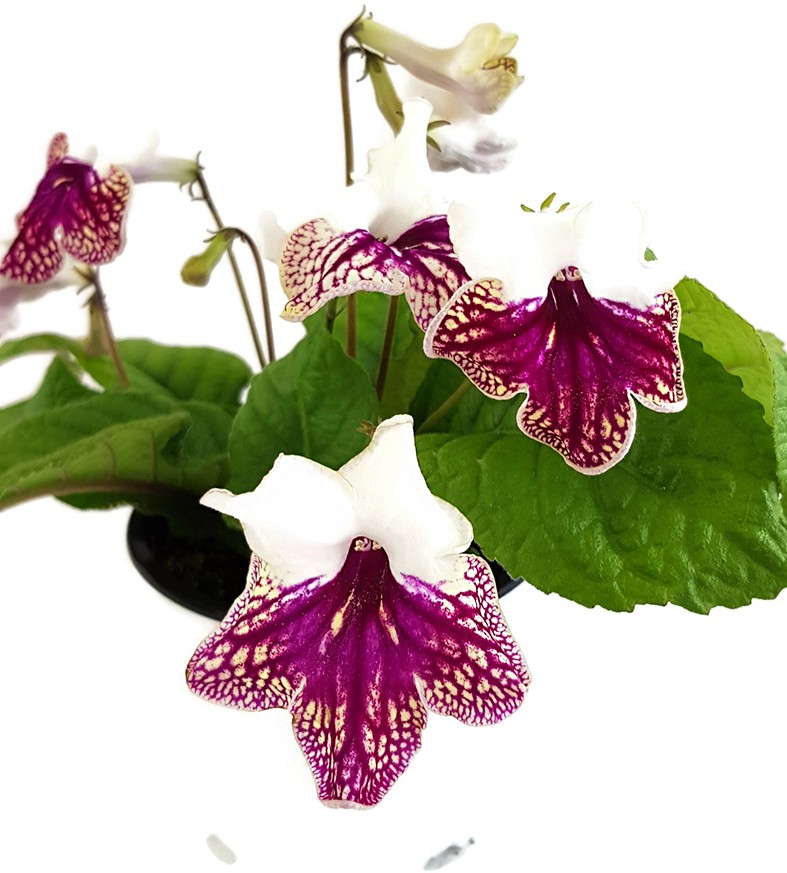 Streptocarpus "dunkelroter Schneesturm" - afrikanisches Veilchen