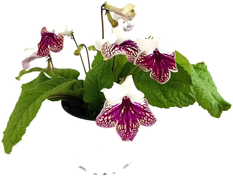 Streptocarpus "dunkelroter Schneesturm" - afrikanisches Veilchen