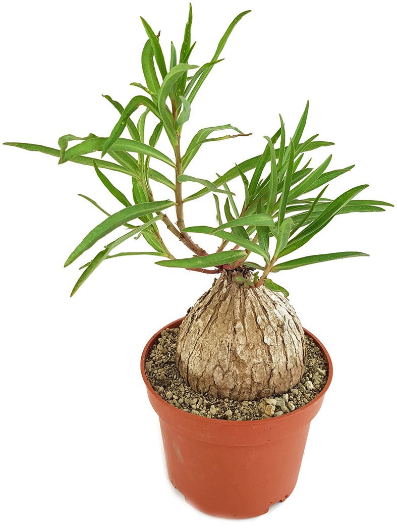 Euphorbia trichadenia - Caudexpflanze