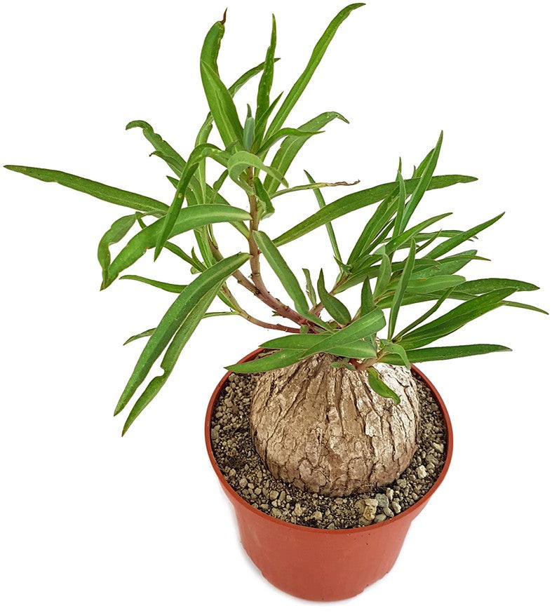Euphorbia trichadenia - Caudexpflanze