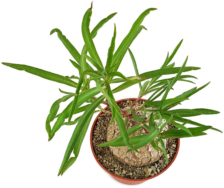 Euphorbia trichadenia - Caudexpflanze