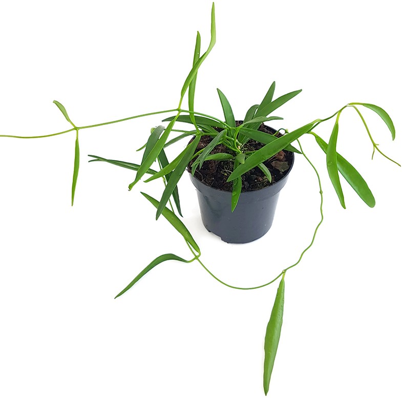 Hoya Shepherdii - Porzellanblume