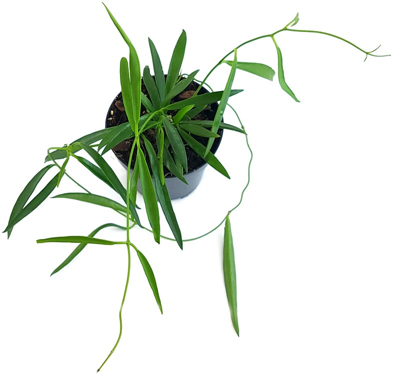 Hoya Shepherdii - Porzellanblume