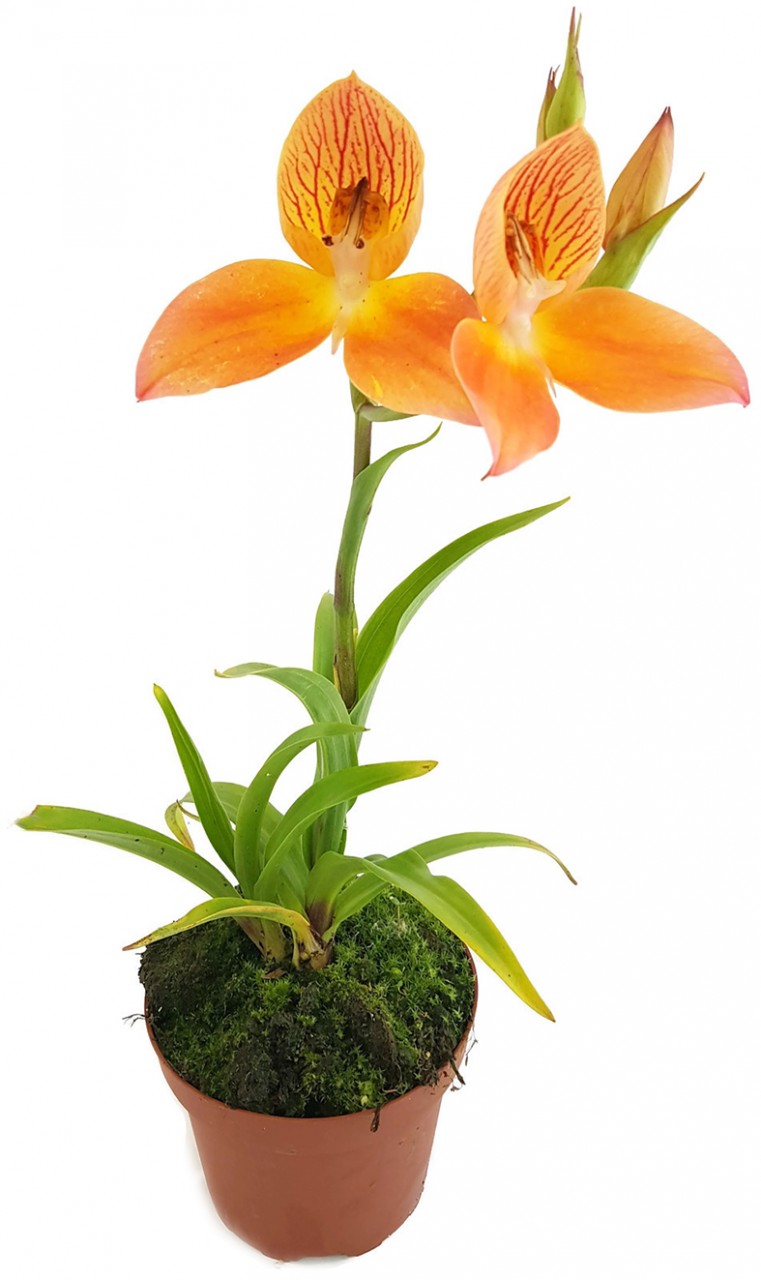 Disa Hybride Sids Favourite - Erdorchidee