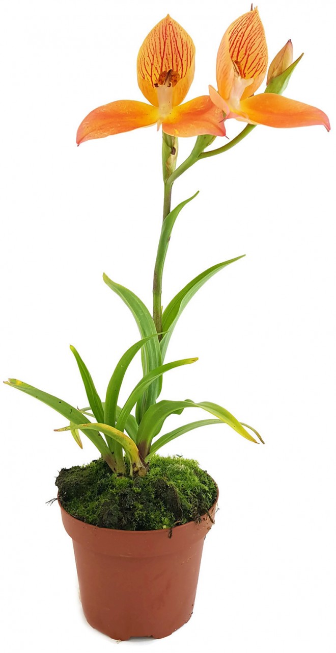 Disa Hybride Sids Favourite - Erdorchidee