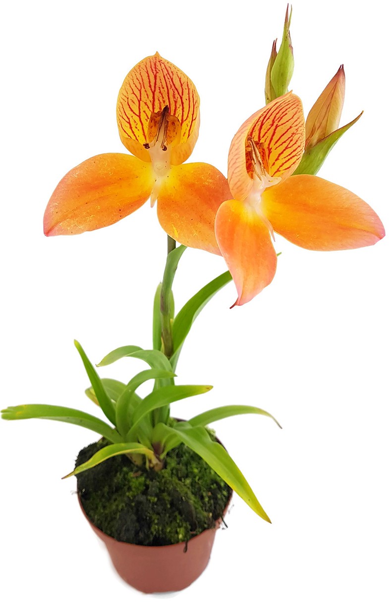 Disa Hybride Sids Favourite - Erdorchidee