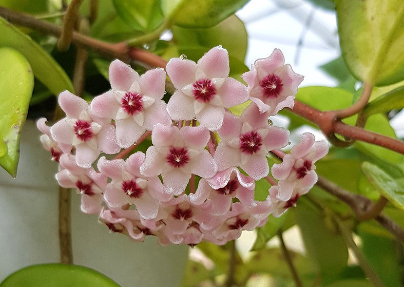 Hoya carnosa "tricolor" - Porzellanblume