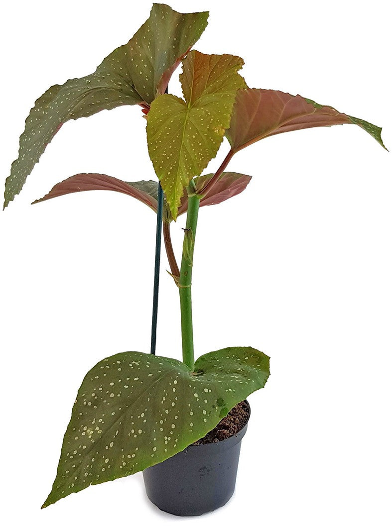 Begonia Corallina - Korallenbegonie