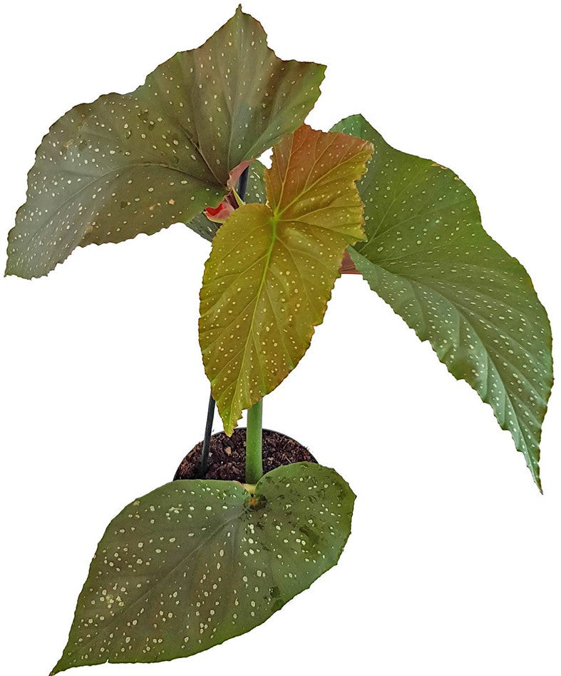 Begonia Corallina - Korallenbegonie