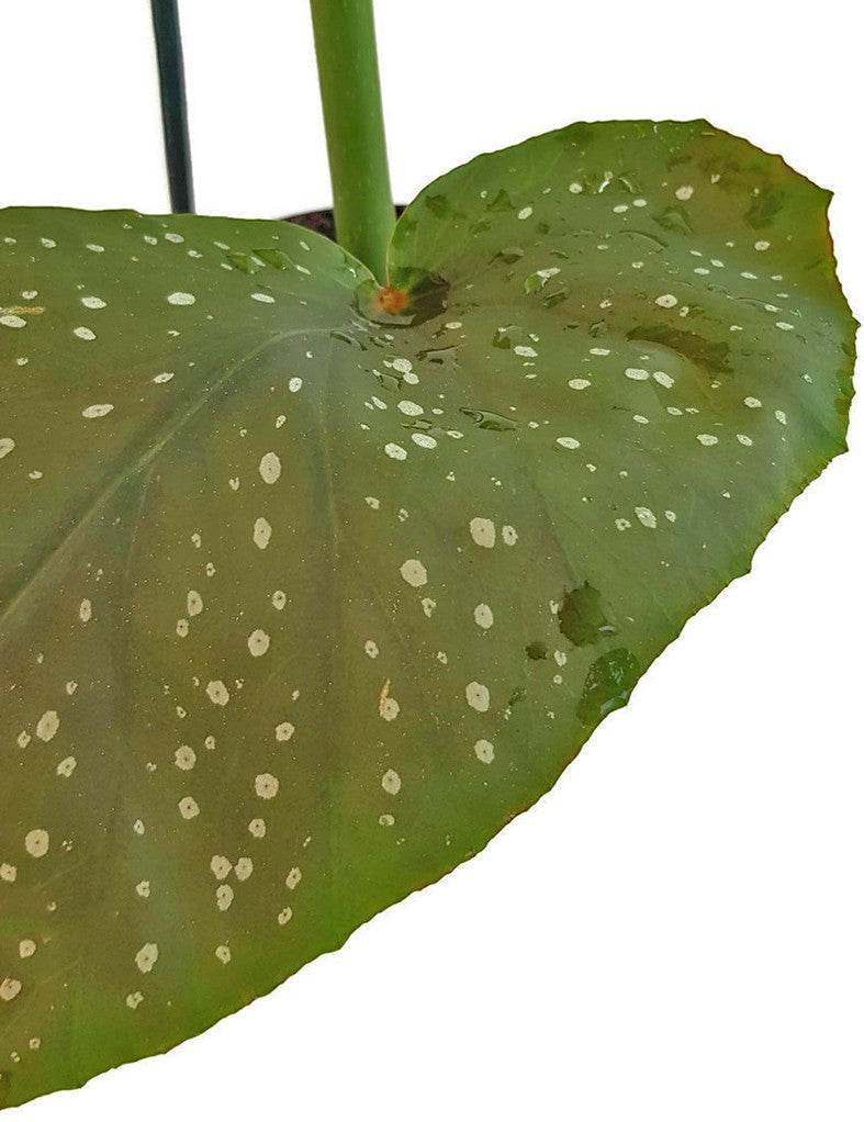 Begonia Corallina - Korallenbegonie