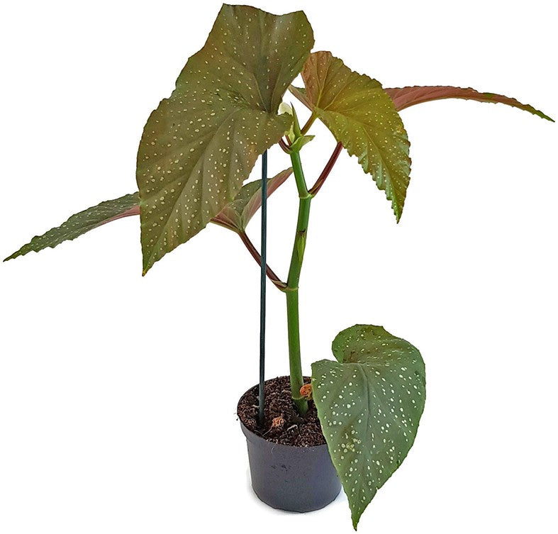 Begonia Corallina - Korallenbegonie
