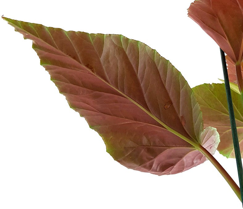 Begonia Corallina - Korallenbegonie