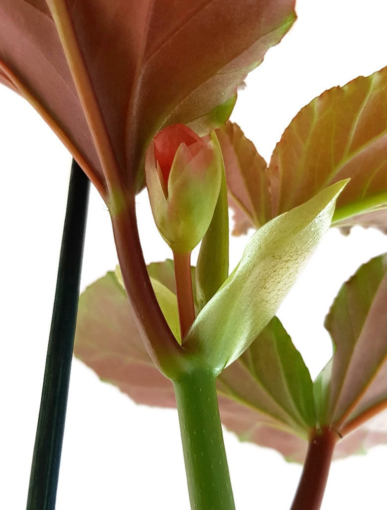 Begonia Corallina - Korallenbegonie