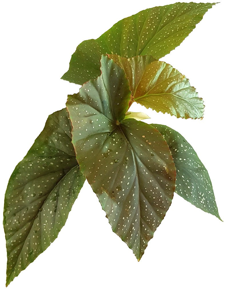 Begonia Corallina - Korallenbegonie