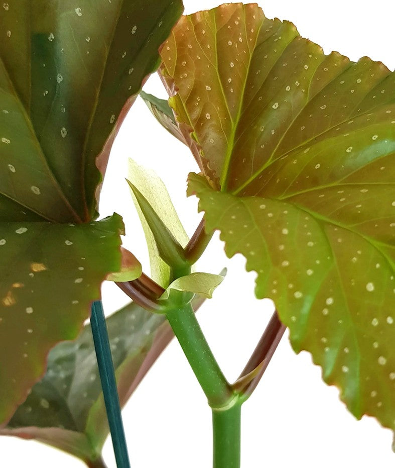 Begonia Corallina - Korallenbegonie