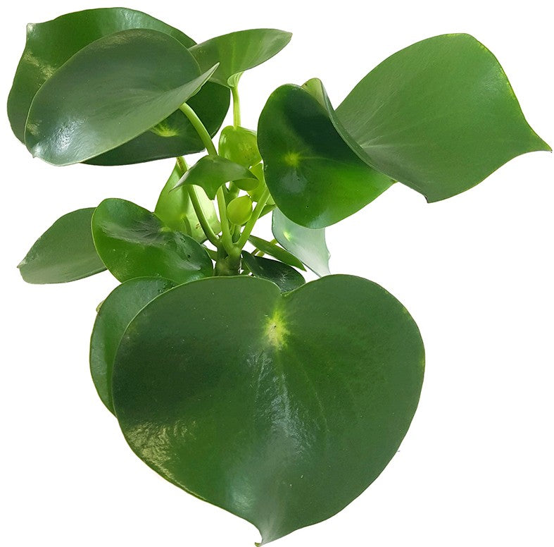 Peperomia Polybotrya "Raindrop" - Zierpfeffer