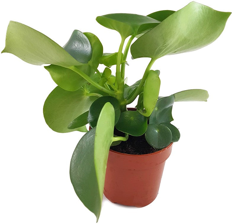 Peperomia Polybotrya "Raindrop" - Zierpfeffer