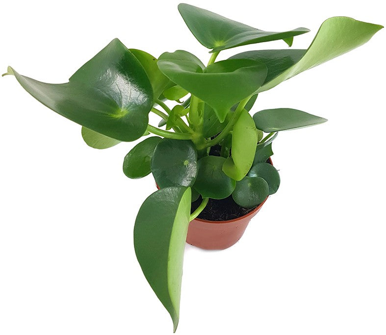 Peperomia Polybotrya "Raindrop" - Zierpfeffer
